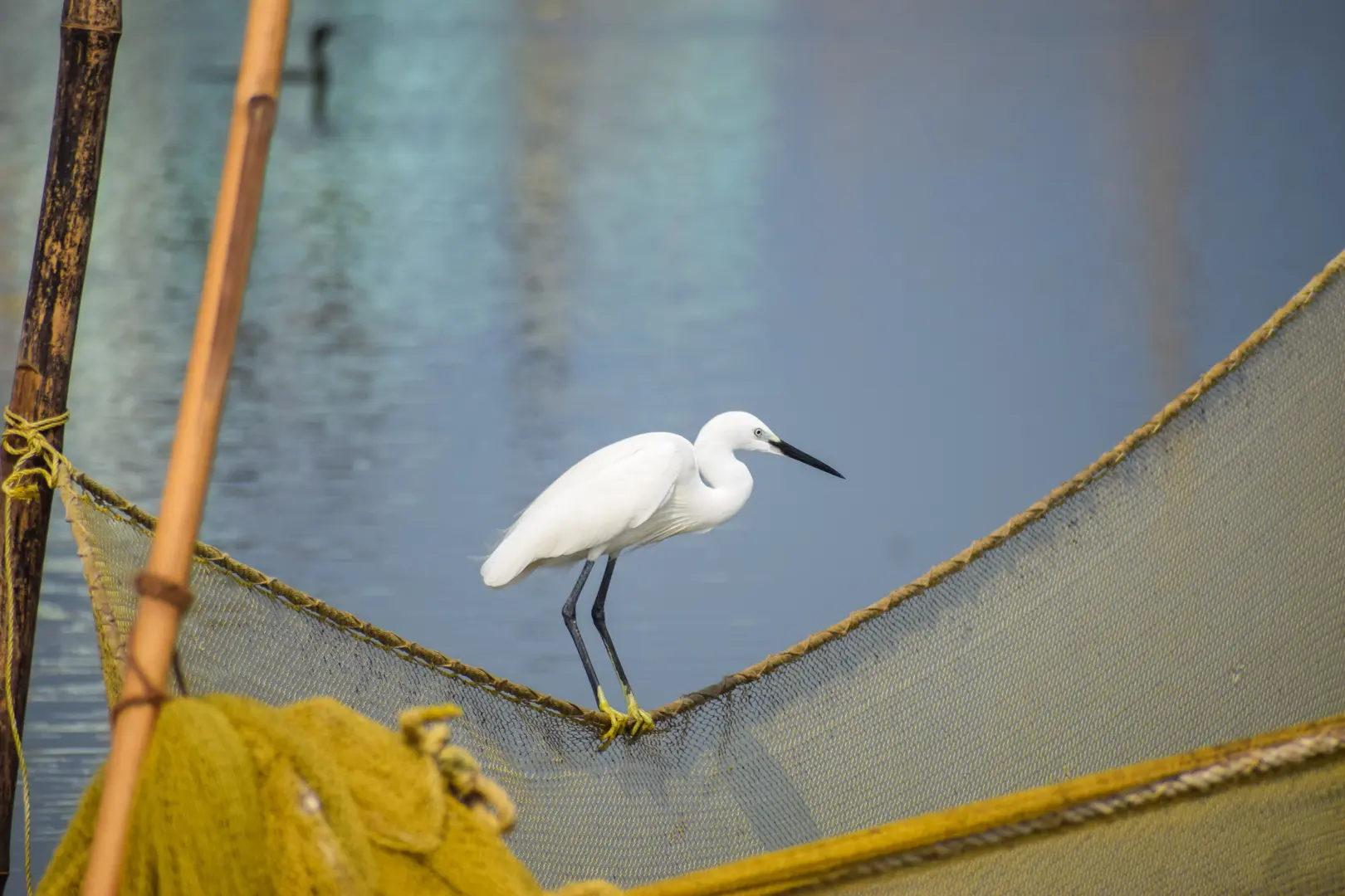 Heron near Hội An
