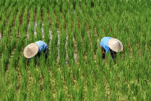 Local farmers harvesting herbs near Hội An