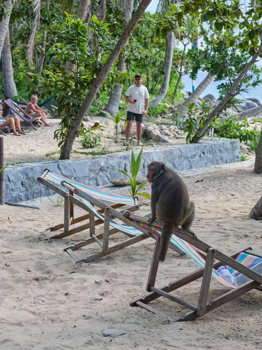 Divers feeding fish near coral