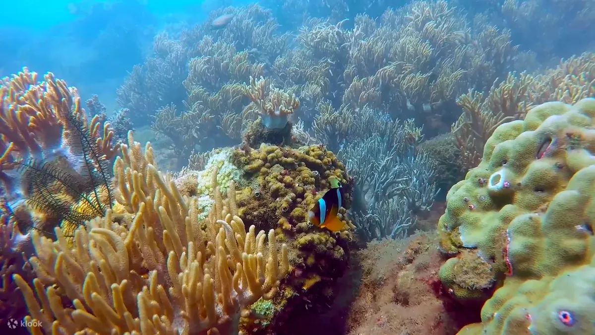 Snorkeler above Cham Islands coral reef