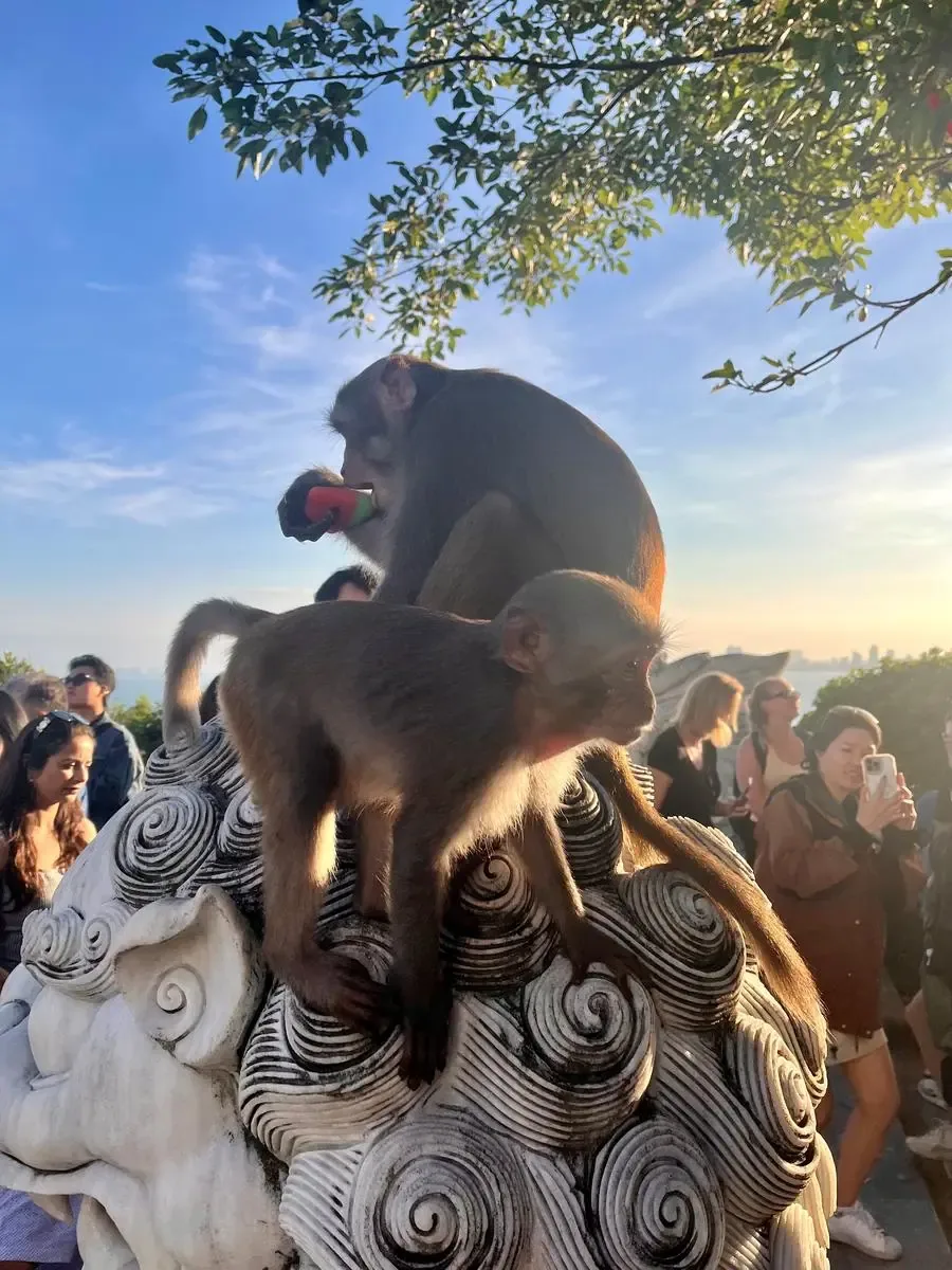 Curious monkeys along the viewpoint
